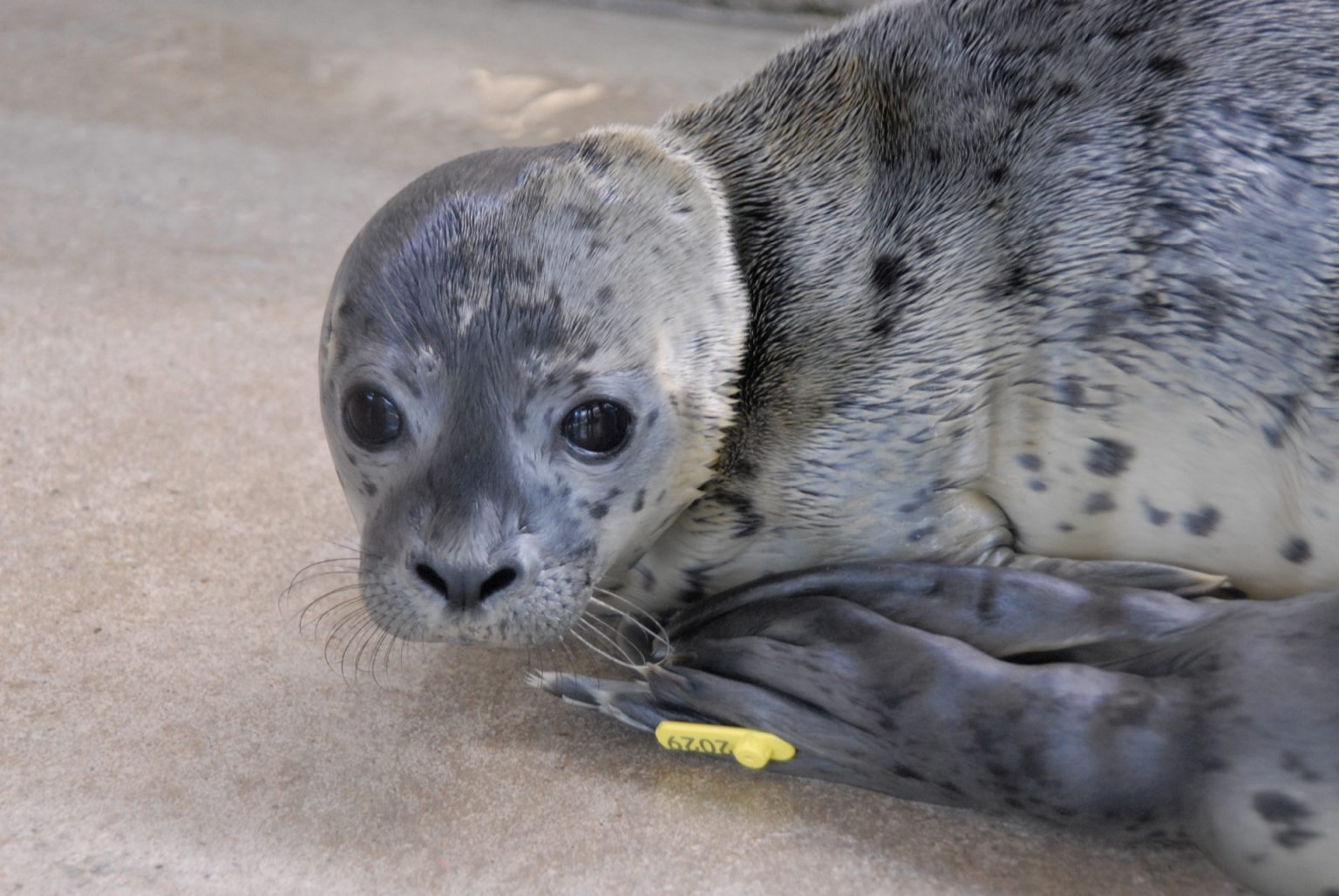 Erste Heuler 2015 in der Seehundstation NationalparkHaus