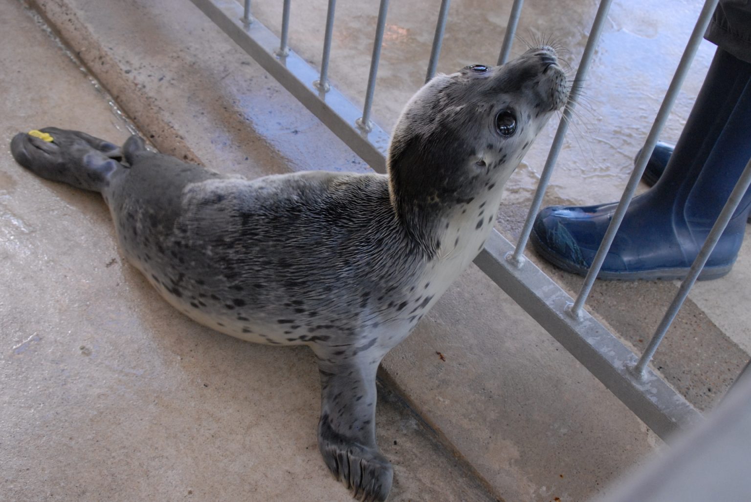 Erste Heuler 2015 in der Seehundstation NationalparkHaus